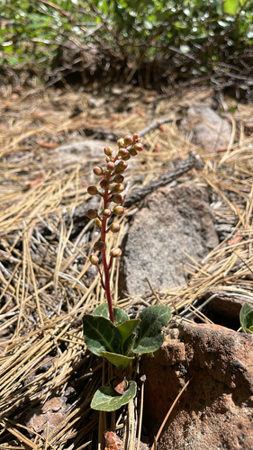 iNaturalist observation photo of white-veined wintergreen