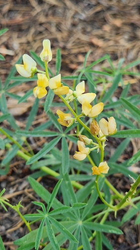 iNaturalist observation photo of lupines