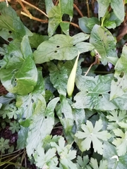 Arum maculatum