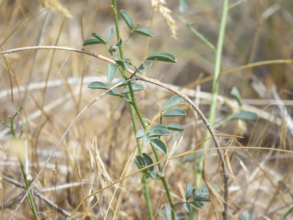 Dalea ornata; photograph (c) jonsense, some rights reserved (CC BY)