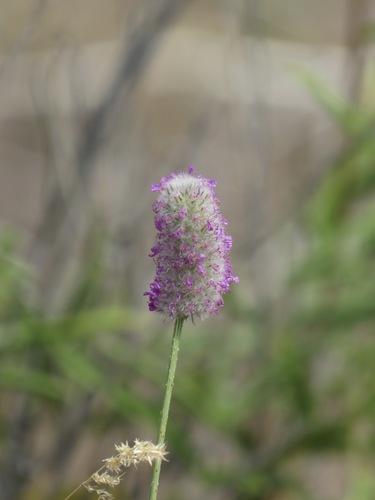 Dalea ornata