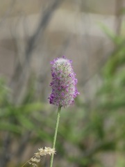 Dalea ornata