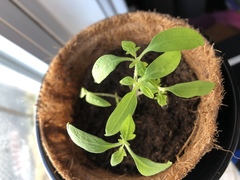 Solanum lycopersicum