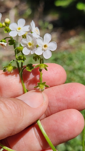 iNaturalist observation photo of California stickseed