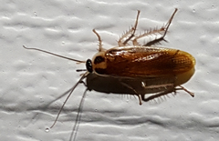 Ischnoptera bilunata