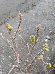 Fothergilla
