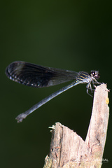 Polythoridae