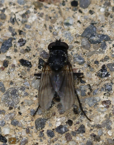 iNaturalist observation photo of Flies