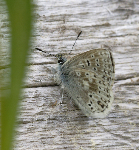 iNaturalist observation photo of Sierra Blue
