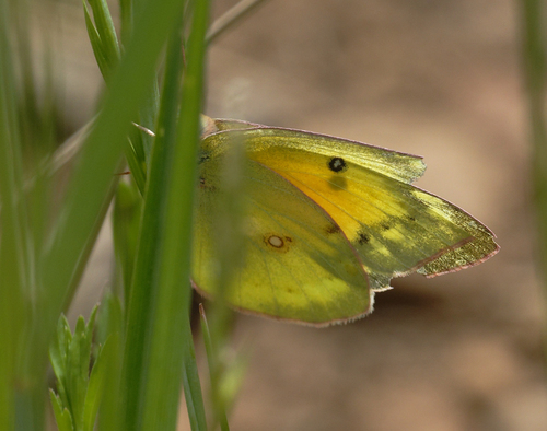iNaturalist observation photo of Orange Sulphur