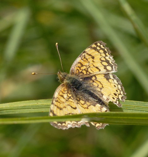 iNaturalist observation photo of Mylitta Crescent