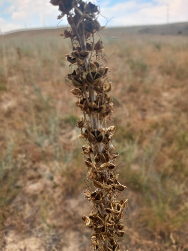 Eremurus fuscus, photograph 2