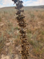 Eremurus fuscus, photograph (c) Alexander Dubynin, some rights reserved (CC BY)