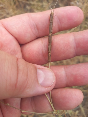 Aegilops cylindrica, photograph 5