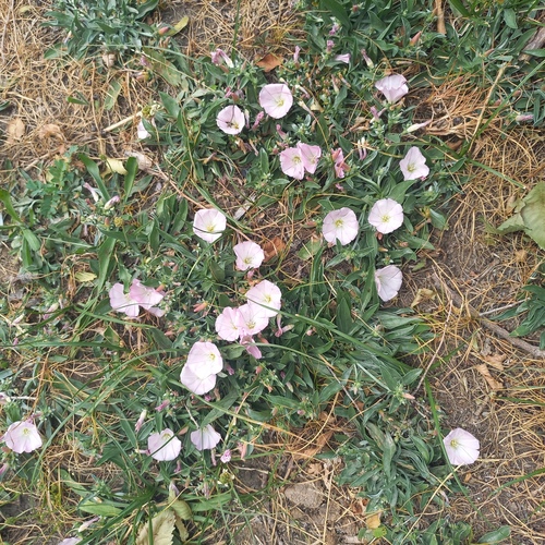 Convolvulus lineatus, photograph 3