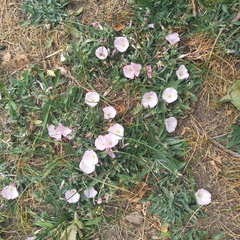 Convolvulus lineatus, photograph (c) Alexander Dubynin, some rights reserved (CC BY)
