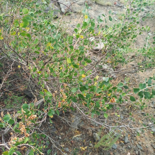Atraphaxis pyrifolia, photograph 4