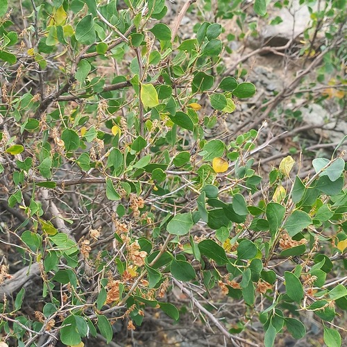 Atraphaxis pyrifolia, photograph 5