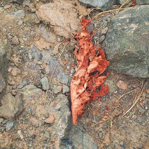 Rheum cordatum