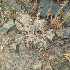 Sand false-smoke (Ceratocarpus arenarius)