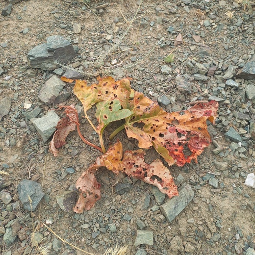 Rheum cordatum, photograph 1