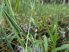 Rumex verticillatus, photograph (c) Ryan Sorrells, some rights reserved (CC BY)