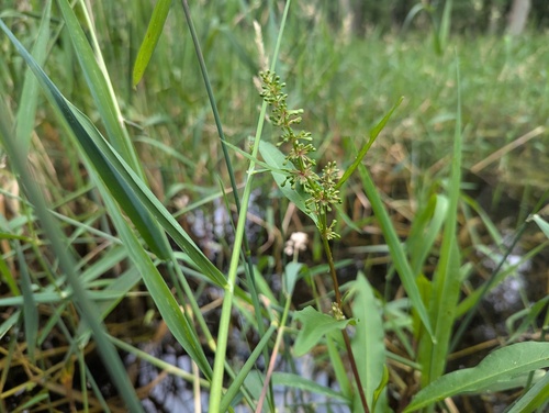 Rumex verticillatus, photograph 4