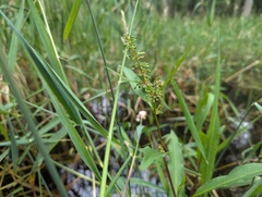 Rumex verticillatus, photograph (c) Ryan Sorrells, some rights reserved (CC BY)