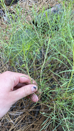 iNaturalist observation photo of Bloomer's goldenbush