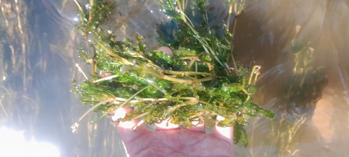 Curly-leaf Pondweed