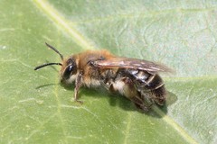 Andrena barbilabris