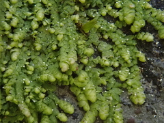 Lejeunea cavifolia