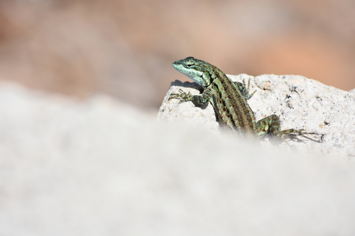 Clarión Tree Lizard