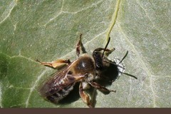 Andrena tibialis