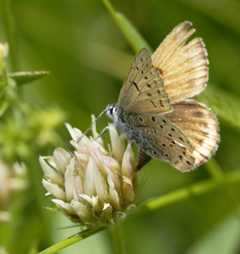 iNaturalist observation photo of Greenish Blue