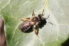 Andrena tibialis