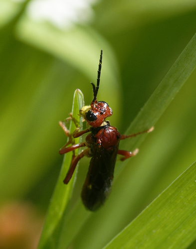 iNaturalist observation photo of Ants, Bees, Wasps, and Sawflies