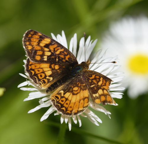 iNaturalist observation photo of Field Crescent