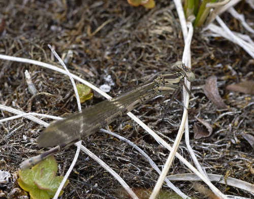 iNaturalist observation photo of Vivid Dancer