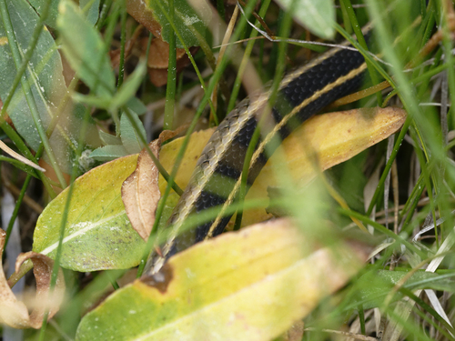 iNaturalist observation photo of Mountain Garter Snake