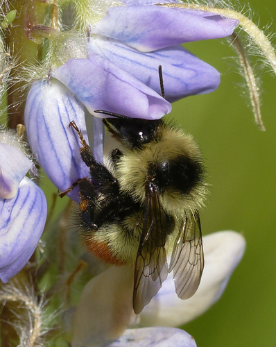 iNaturalist observation photo of Great Basin Bumble Bee