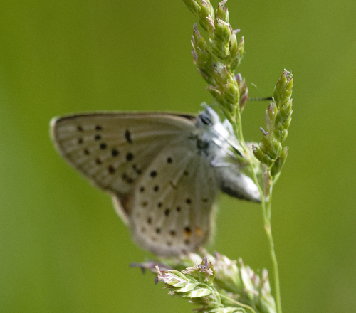 iNaturalist observation photo of Greenish Blue