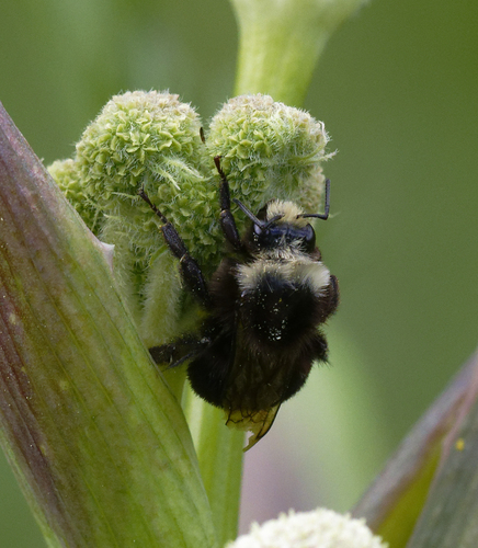 iNaturalist observation photo of Bumble Bees