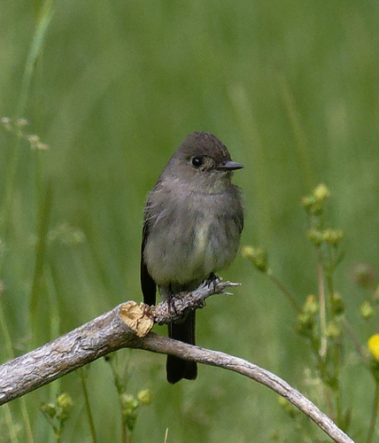 iNaturalist observation photo of Western Wood-Pewee