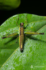 Paramastax cordillerae