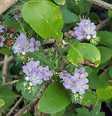 Phacelia congesta
