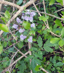 Phacelia congesta