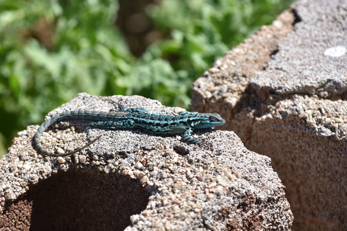 Clarión Tree Lizard