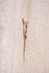 Urosaurus clarionensis