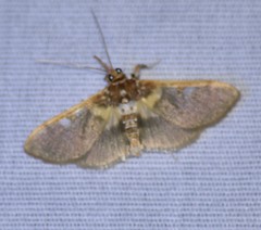 Apilocrocis brumalis